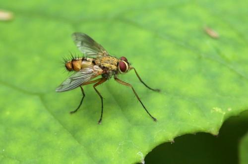 Dexia vacua